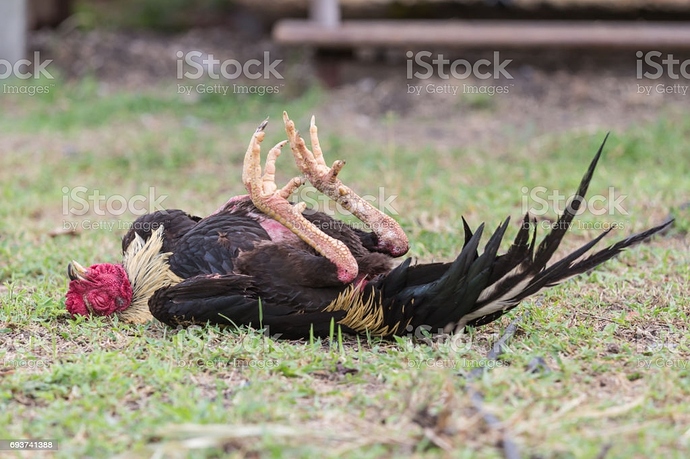 rooster-fake-death-picture-id693741388