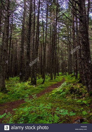 footpath-through-alaskan-woods-PHE6A8