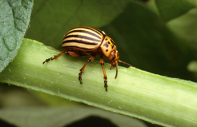 Colorado_potato_beetle