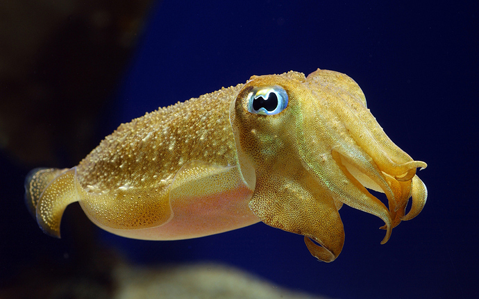 cuttlefish