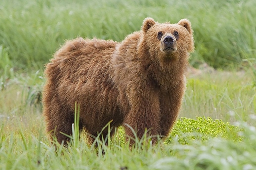 1200px-2010-kodiak-bear-1