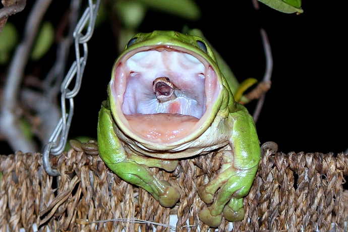 01-frog-snake-photo