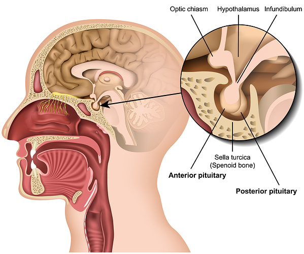 pituitary-gland-anatomy