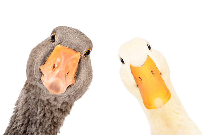 Duck-vs-Goose