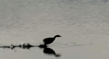 Mallard-Running-on-Water