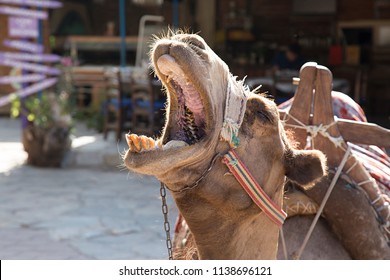 close-yawning-camel-kayakoy-fethiye-260nw-1138696121