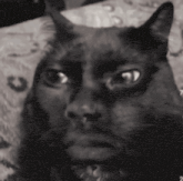 black-cat-kevin-hart-cat