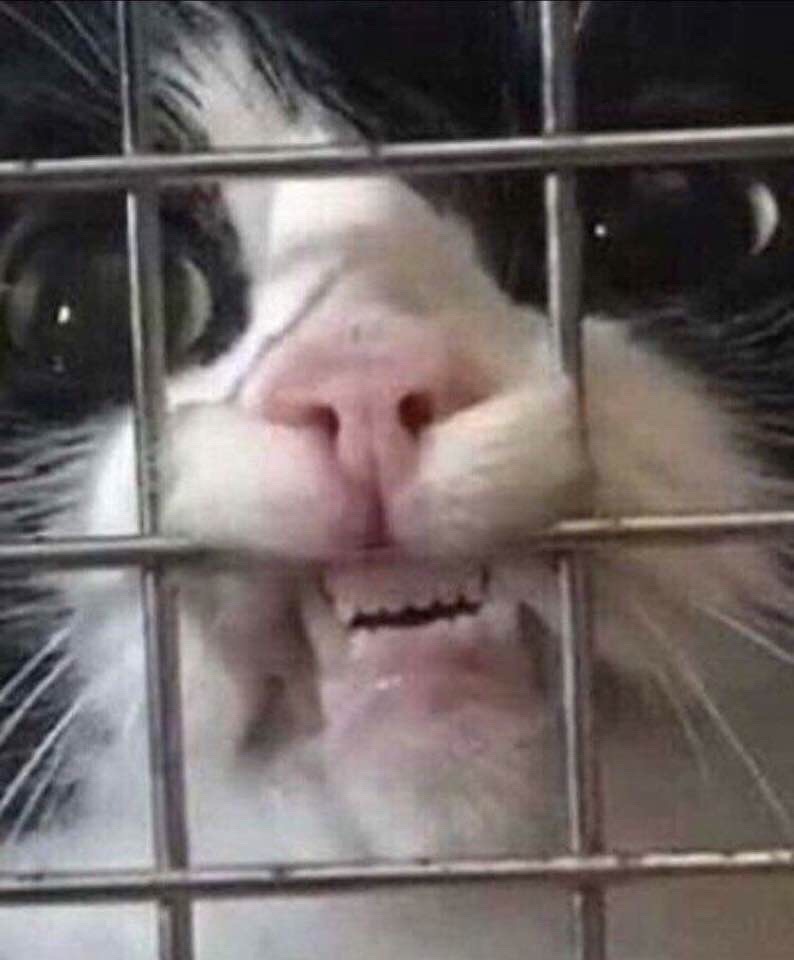 cursed cat