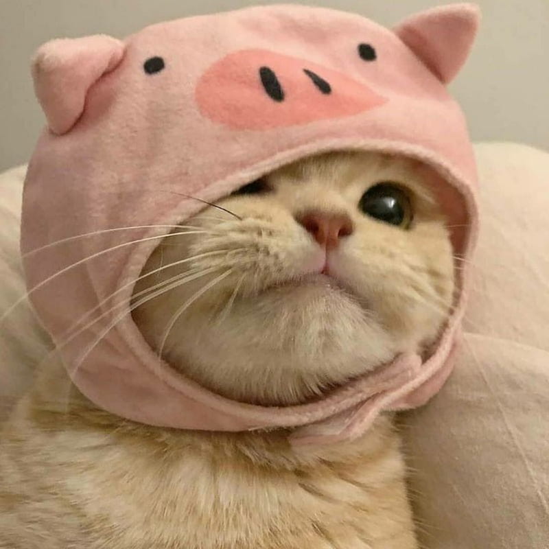 HD-wallpaper-gatito-cat-cats-cute-gato-pets-pig-theme