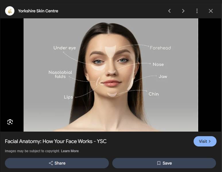 2025-12-30 08_46_31-anatomy of a face - Google Search