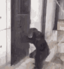 tayllicit-monkey