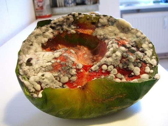 moldy_watermelon_medium